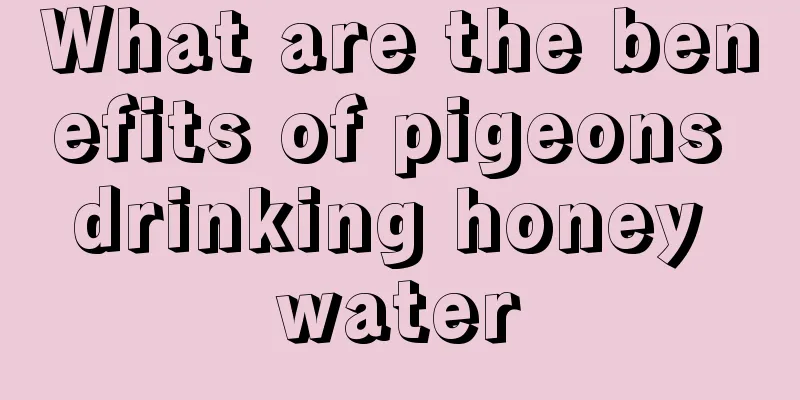What are the benefits of pigeons drinking honey water