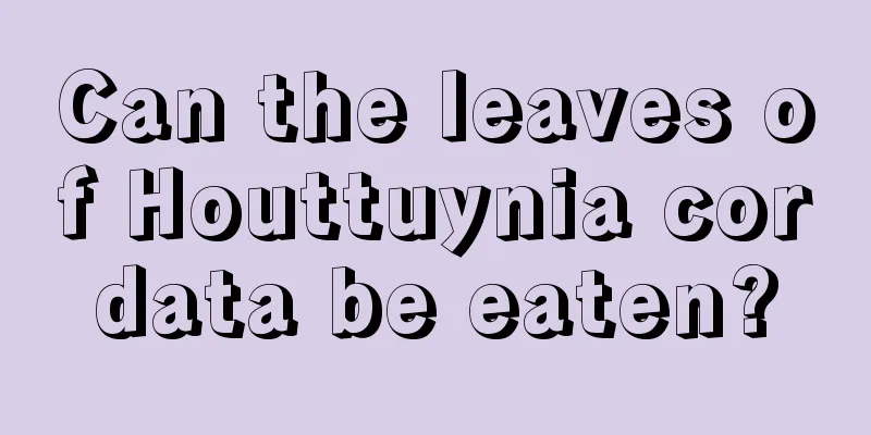 Can the leaves of Houttuynia cordata be eaten?