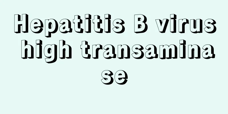 Hepatitis B virus high transaminase