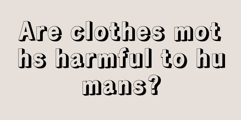 Are clothes moths harmful to humans?