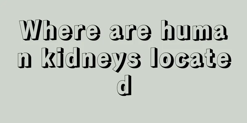 Where are human kidneys located