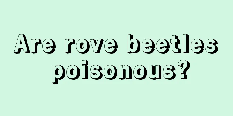 Are rove beetles poisonous?