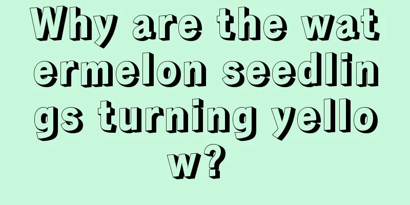 Why are the watermelon seedlings turning yellow? 