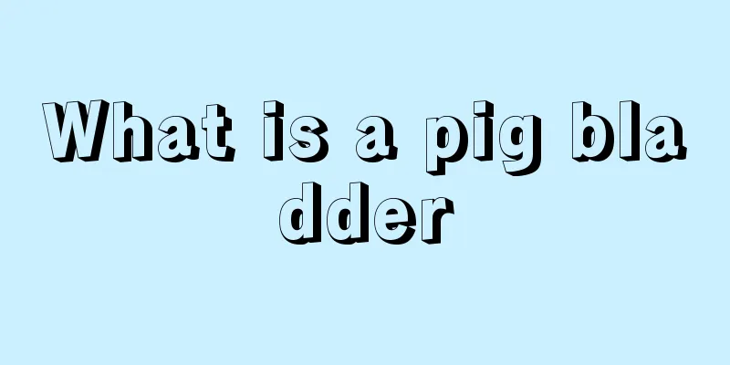 What is a pig bladder