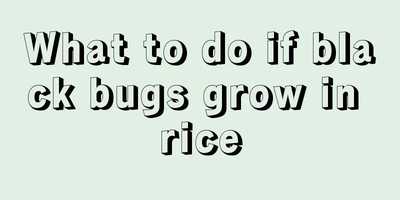 What to do if black bugs grow in rice