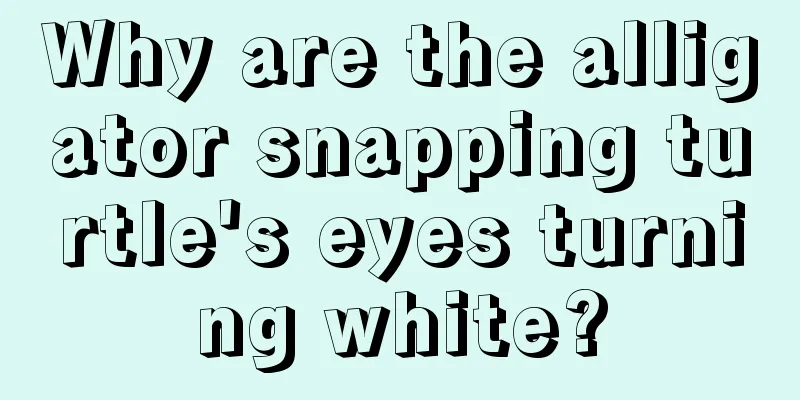 Why are the alligator snapping turtle's eyes turning white?