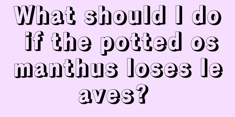 What should I do if the potted osmanthus loses leaves? 