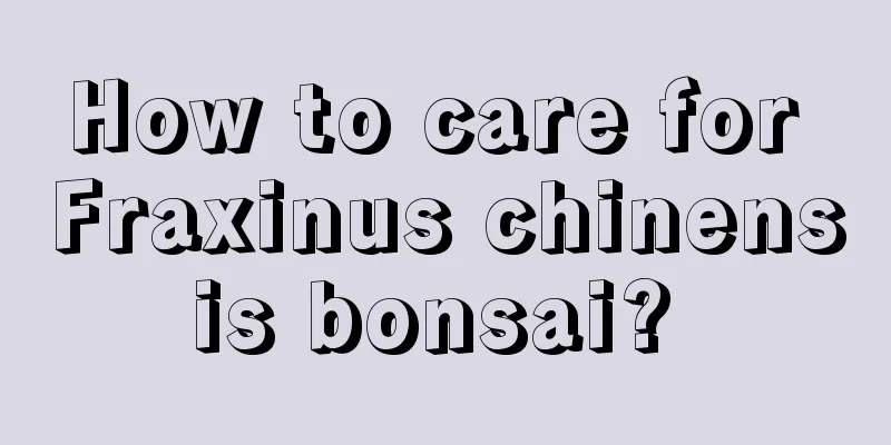 How to care for Fraxinus chinensis bonsai? 