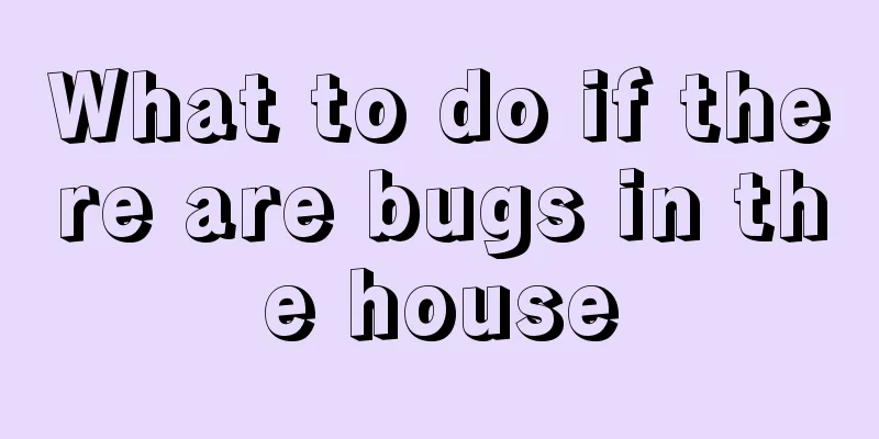 What to do if there are bugs in the house