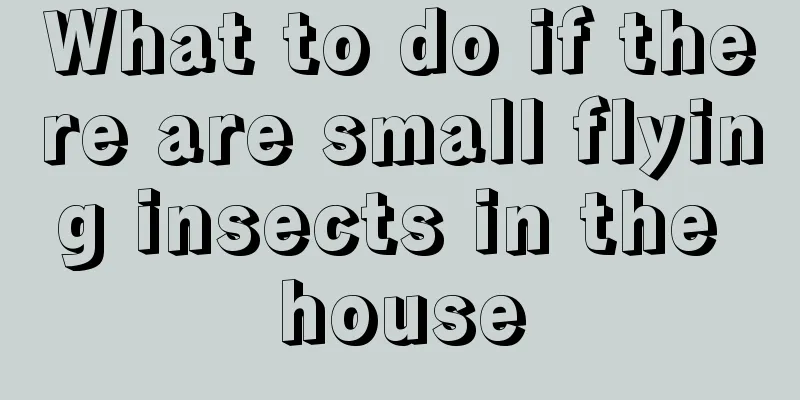 What to do if there are small flying insects in the house