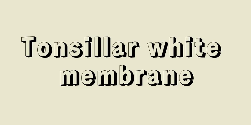 Tonsillar white membrane