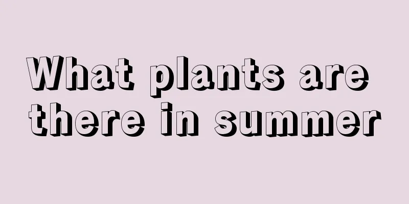 What plants are there in summer