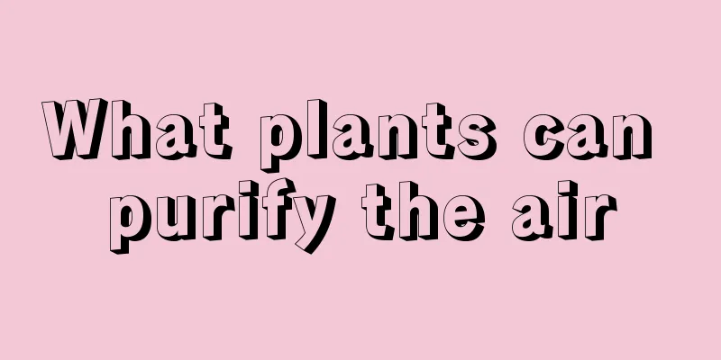 What plants can purify the air