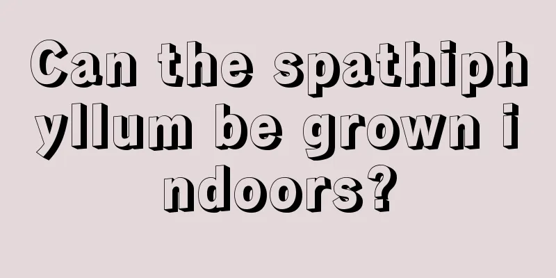 Can the spathiphyllum be grown indoors?