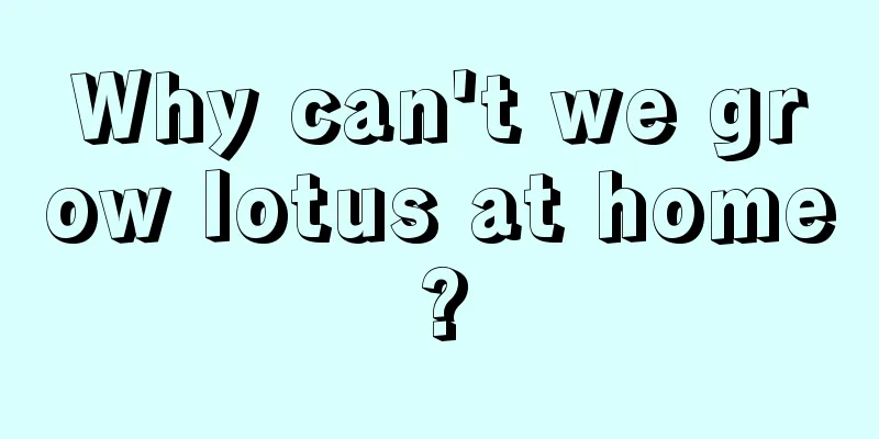 Why can't we grow lotus at home?
