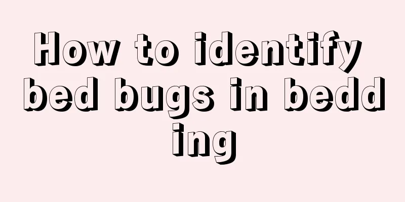 How to identify bed bugs in bedding