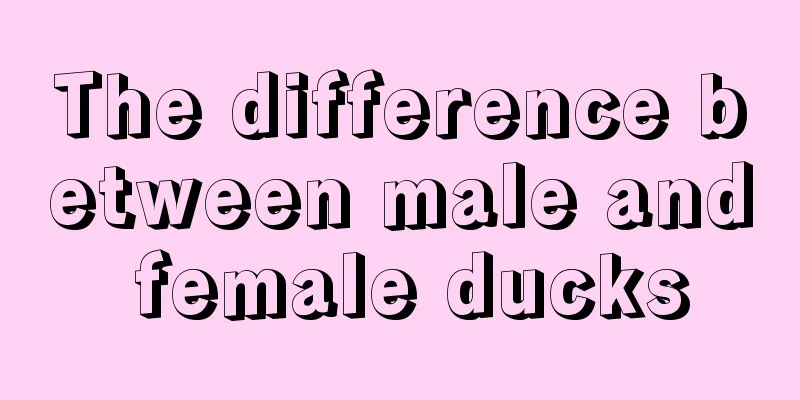 The difference between male and female ducks
