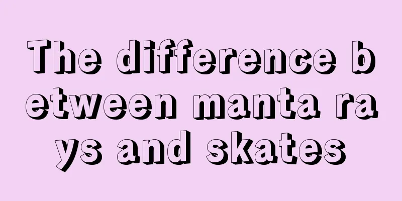 The difference between manta rays and skates