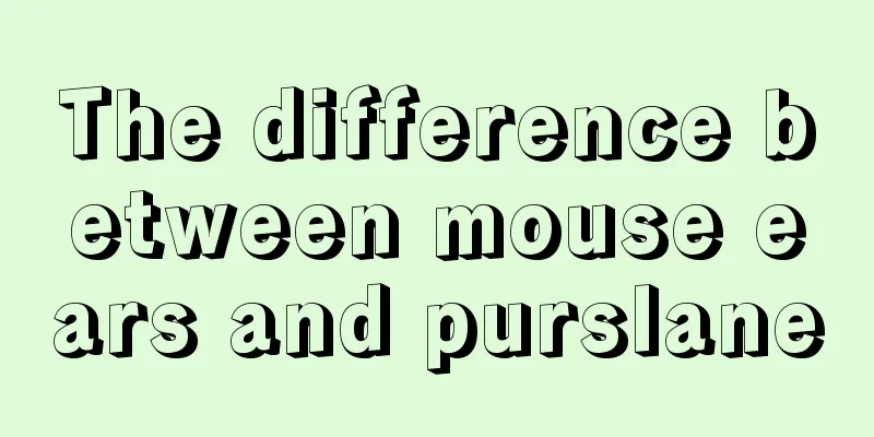 The difference between mouse ears and purslane