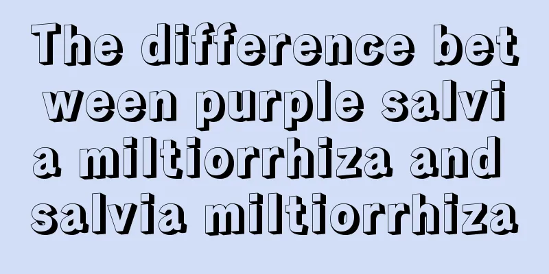 The difference between purple salvia miltiorrhiza and salvia miltiorrhiza