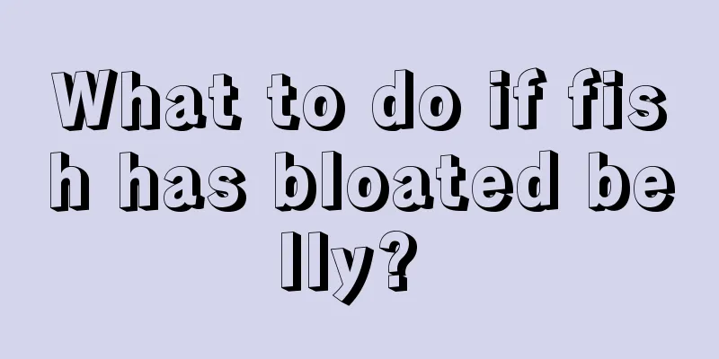 What to do if fish has bloated belly? 