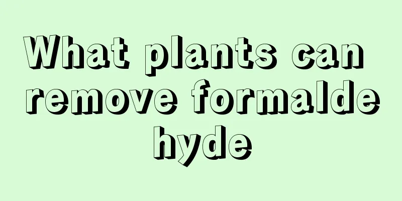 What plants can remove formaldehyde