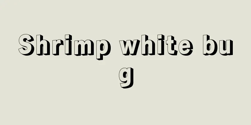 Shrimp white bug
