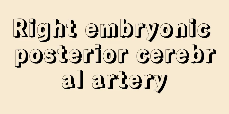 Right embryonic posterior cerebral artery