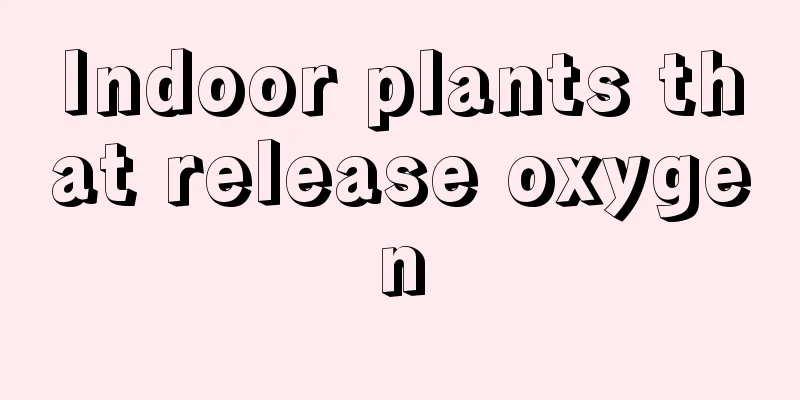 Indoor plants that release oxygen