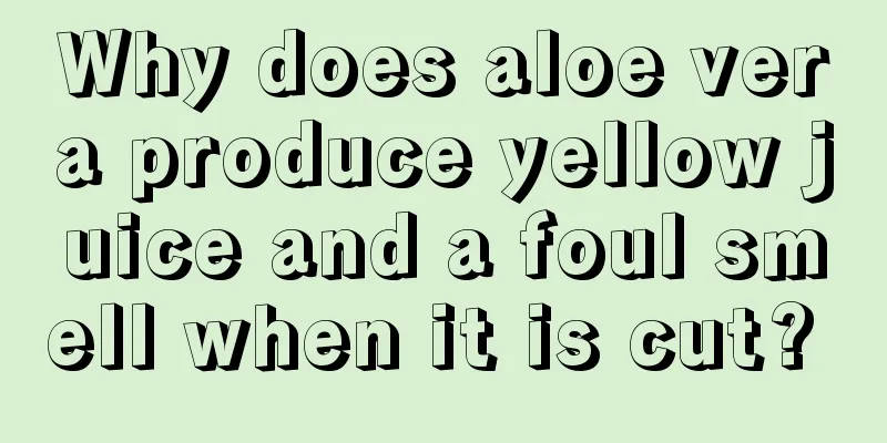 Why does aloe vera produce yellow juice and a foul smell when it is cut? 