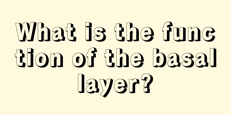 What is the function of the basal layer? 