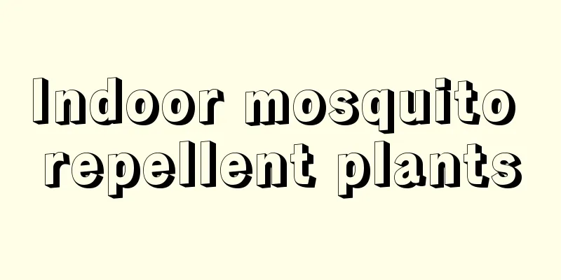 Indoor mosquito repellent plants