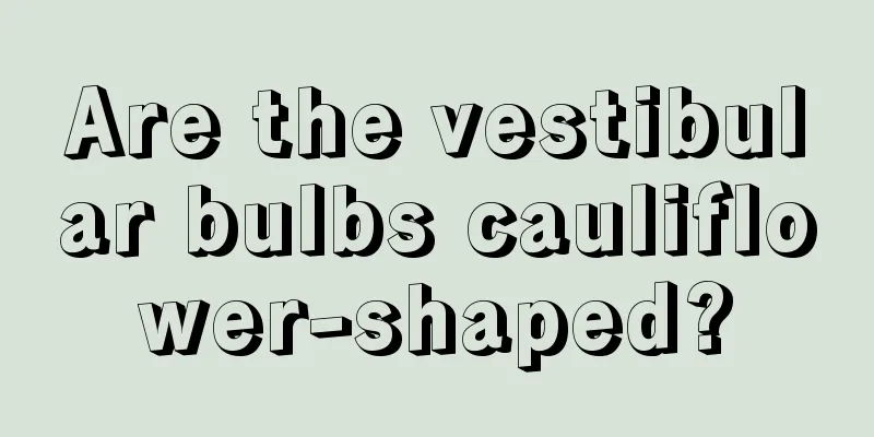 Are the vestibular bulbs cauliflower-shaped?