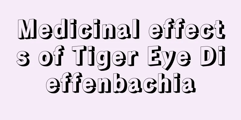 Medicinal effects of Tiger Eye Dieffenbachia
