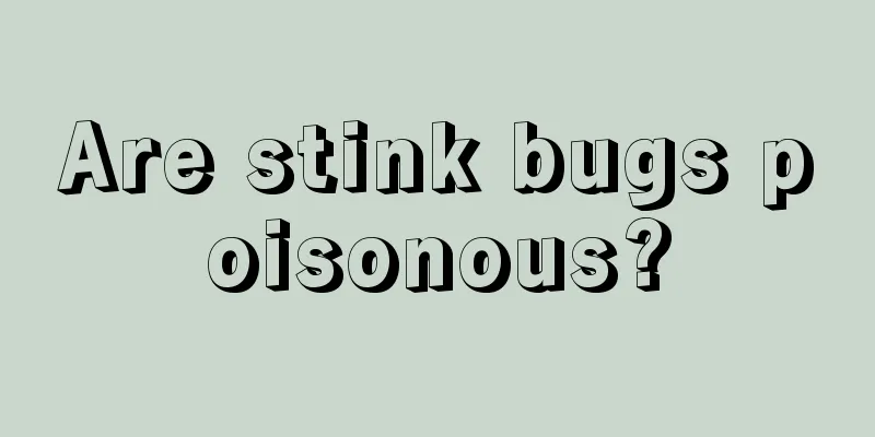 Are stink bugs poisonous?
