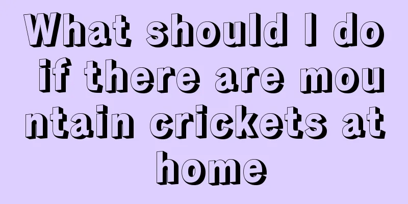 What should I do if there are mountain crickets at home