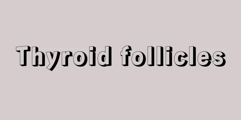 Thyroid follicles