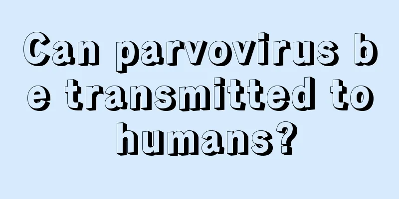 Can parvovirus be transmitted to humans?