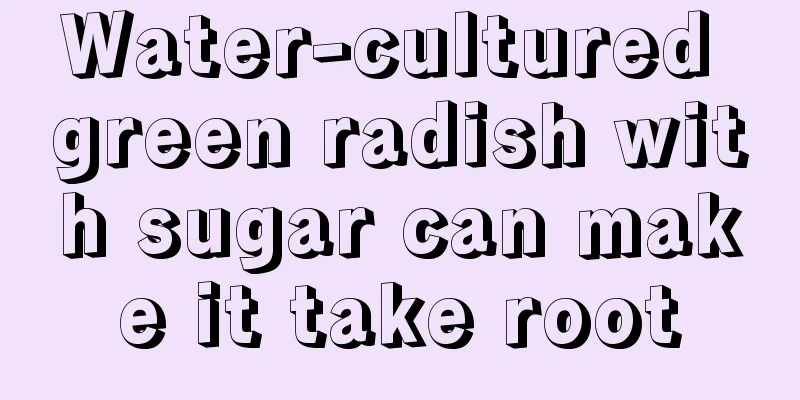 Water-cultured green radish with sugar can make it take root