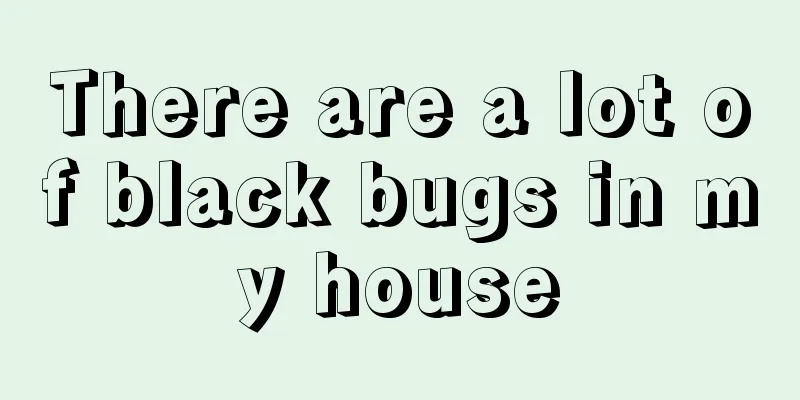 There are a lot of black bugs in my house