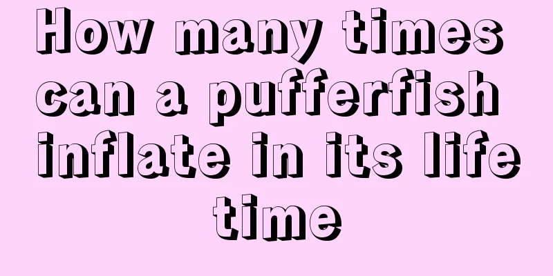 How many times can a pufferfish inflate in its lifetime
