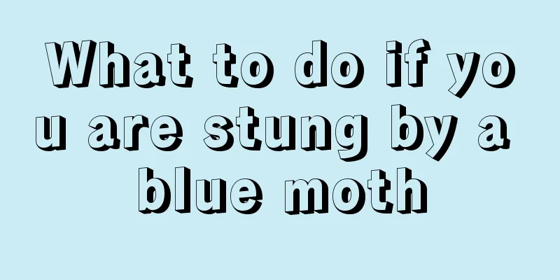What to do if you are stung by a blue moth