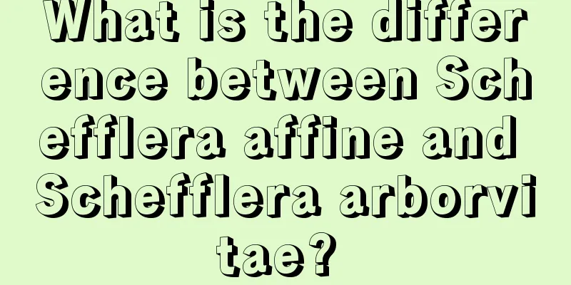 What is the difference between Schefflera affine and Schefflera arborvitae? 