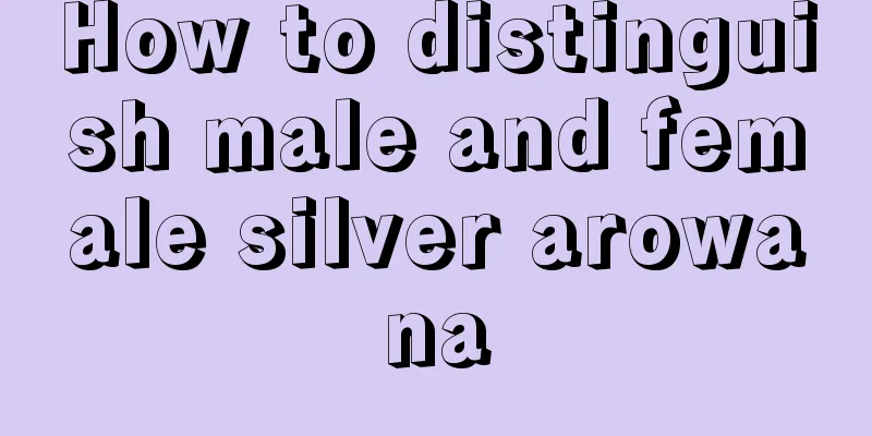 How to distinguish male and female silver arowana