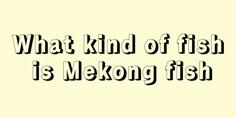 What kind of fish is Mekong fish
