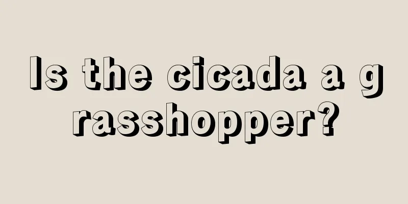 Is the cicada a grasshopper?