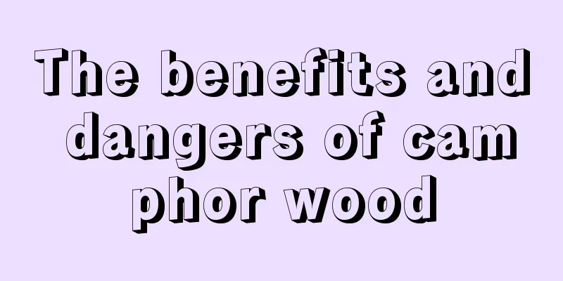 The benefits and dangers of camphor wood