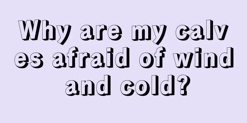 Why are my calves afraid of wind and cold?