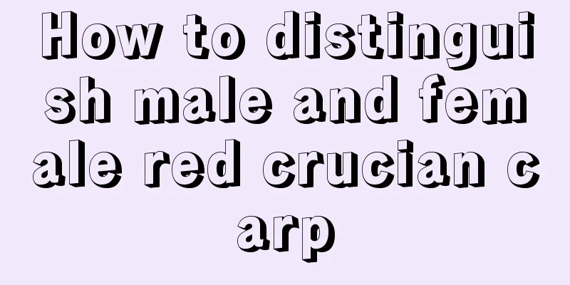 How to distinguish male and female red crucian carp