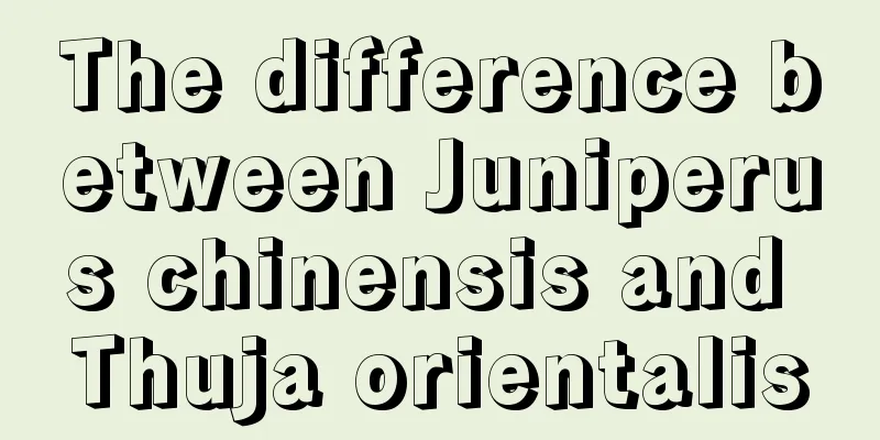 The difference between Juniperus chinensis and Thuja orientalis